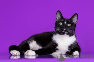 Photo №4. Je vais vendre  en ville de Rivière moscou. de la fourrière - prix - Gratuit