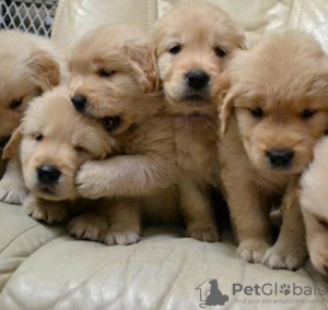 Photo №1. golden retriever - à vendre en ville de Bucharest | négocié | Annonce №117573