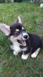 Photo №2 de l'annonce № 7772 de la vente welsh corgi - acheter à Biélorussie annonce privée