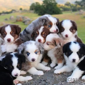 Photo №1. border collie - à vendre en ville de Lefkada | 350€ | Annonce №114384