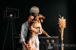 Photos supplémentaires: Bonheur nommé Cheetos cherche une famille ! Petit chien de compagnie !