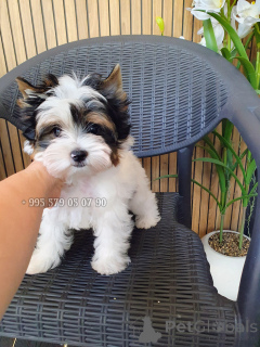 Photo №1. biewer yorkshire terrier - à vendre en ville de Tbilissi | négocié | Annonce №174825