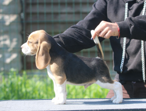 Photo №4. Je vais vendre beagle en ville de Minsk. de la fourrière - prix - 709€