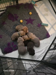 Photo №4. Je vais vendre bulldog anglais en ville de Freiburg im Breisgau. annonce privée - prix - 584€