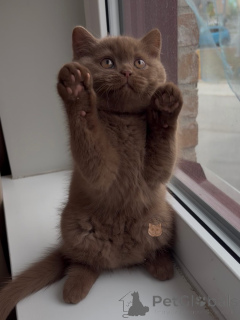 Photo №2 de l'annonce № 171101 de la vente british shorthair - acheter à Allemagne éleveur