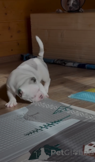 Photo №3. Pocket American Bully Pocket American Pocket American Pocket American Pocket!. USA