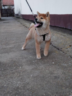 Photo №4. Je vais vendre shiba en ville de Zrenjanin.  - prix - 350€