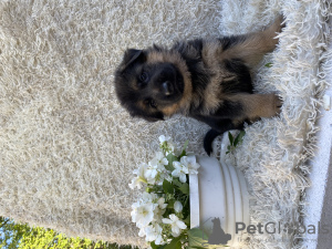 Photos supplémentaires: Chiots de la Vivcharka allemande