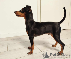 Photo №4. Je vais vendre pinscher miniature en ville de Tallinn. annonce privée - prix - 800€