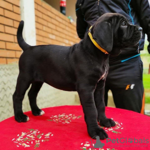 Photo №3. Chiots Cane Corso. Allemagne