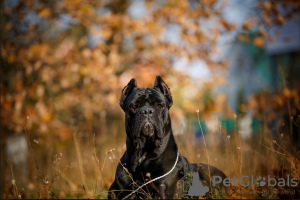 Photo №1. cane corso - à vendre en ville de Krasnodar | négocié | Annonce №8997
