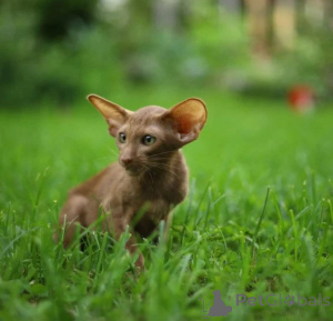 Photo №1. oriental shorthair - à vendre en ville de Celle | 350€ | Annonce № 177602