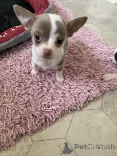 Photo №4. Je vais vendre chihuahua en ville de City Illinois. annonce privée - prix - 339€