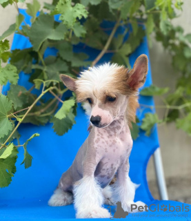 Photos supplémentaires: Chiots chinois à crête