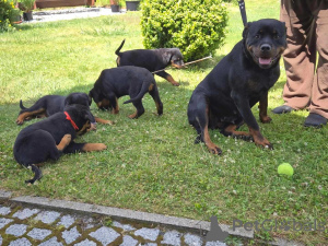 Photo №1. rottweiler - à vendre en ville de Berlin | 520€ | Annonce №159619