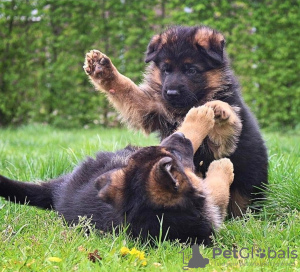 Photo №3. Berger allemand à adopter. La Grande-Bretagne