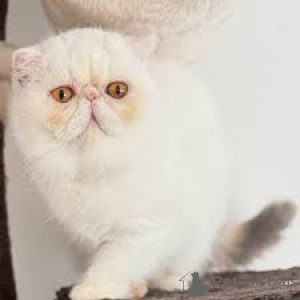 Photo №4. Je vais vendre exotic shorthair en ville de Bruxelles. annonce privée, éleveur - prix - 500€