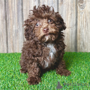 Photo №1. caniche (jouet) - à vendre en ville de Basel | 400€ | Annonce №167877