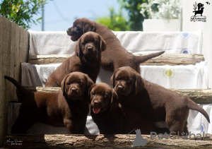 Photo №1. labrador retriever - à vendre en ville de Čelarevo | négocié | Annonce №114046