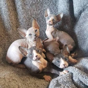 Photo №1. sphynx - à vendre en ville de Cracovie | 400€ | Annonce № 173292