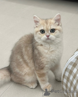 Photo №2 de l'annonce № 175094 de la vente british shorthair - acheter à Allemagne éleveur