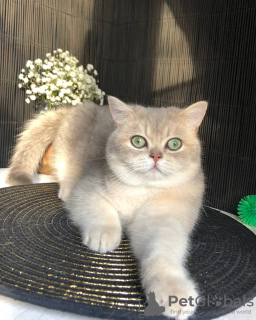 Photos supplémentaires: Magnifique chaton britannique !