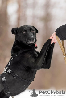 Photos supplémentaires: Le bon chien Drake est entre de bonnes mains.