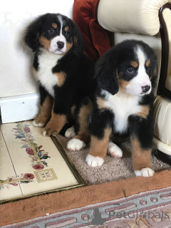 Photo №3. Chiots Bouvier Bernois. Suède