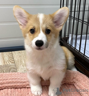 Photo №1. welsh corgi - à vendre en ville de Vilnius | négocié | Annonce №119694