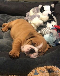 Photo №3. Englische Bulldoggenwelpen Zur Adoption Verfügbar. Allemagne