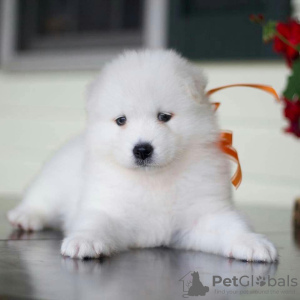 Photo №3. CHIOTS SAMOYED MIGNONS DISPONIBLES À LA VENTE. USA