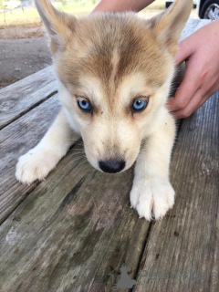 Photo №4. Je vais vendre husky de sibérie en ville de Chambhéry. annonce privée - prix - 730€