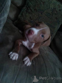 Photo №4. Je vais vendre american pit bull terrier en ville de Антверпен. annonce privée - prix - négocié