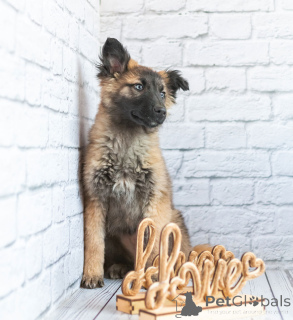 Photo №3. Michelle est une petite ourse active entre de bonnes mains attentionnées !. Fédération de Russie