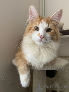 Photo №2 de l'annonce № 157338 de la vente maine coon - acheter à Allemagne de l'abri, éleveur