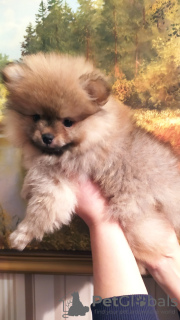 Photo №4. Je vais vendre  en ville de Minsk. annonce privée - prix - 308€