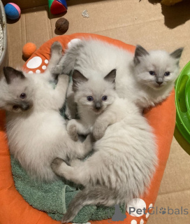 Photo №1. ragdoll - à vendre en ville de Erre | négocié | Annonce № 168303