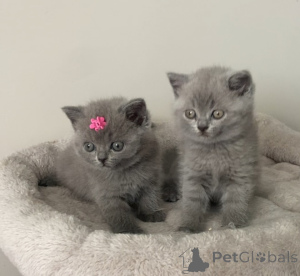 Photo №1. scottish fold - à vendre en ville de Hambourg | négocié | Annonce № 164188