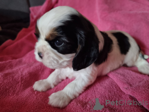 Photo №2 de l'annonce № 161523 de la vente cavalier king charles spaniel - acheter à Espagne annonce privée