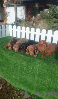 Photo №1. teckel - à vendre en ville de Chemnitz | 750€ | Annonce №160468