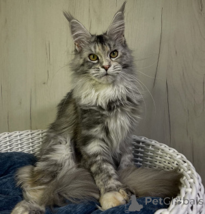 Photo №3. Chatons Maine Coon. USA