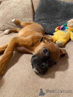 Photo №2 de l'annonce № 159420 de la vente boxer - acheter à Belgique annonce privée