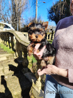 Photo №1. yorkshire terrier - à vendre en ville de Anvers | Gratuit | Annonce №165453