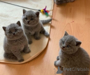 Photo №1. british shorthair - à vendre en ville de Baienfurt | 350€ | Annonce № 172300