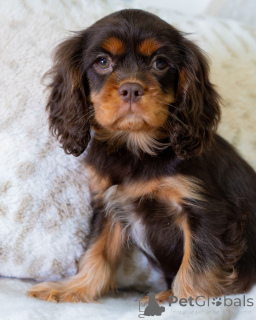 Photo №1. cavalier king charles spaniel - à vendre en ville de Fracas | 550€ | Annonce №157766