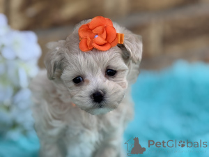 Photo №1. maltipu - à vendre en ville de Brême | 900€ | Annonce №150187