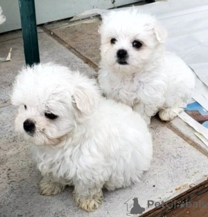 Photo №3. RÉFRASSIGER MALATESERWELPEN. Allemagne