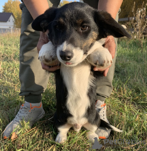 Photo №2 de l'annonce № 76017 de la vente welsh corgi - acheter à Fédération de Russie éleveur