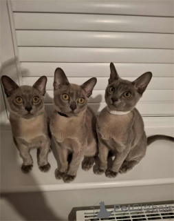 Photo №1. burmese - à vendre en ville de Usage | 350€ | Annonce № 154587