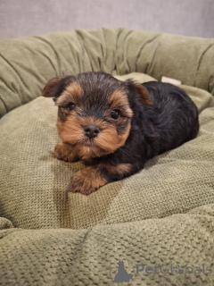 Photo №3. Chiots Shih Tzu de race pure. Estonie